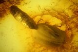 Fossil Fly (Diptera) and Two Beetles (Coleoptera) In Baltic Amber #234475-1